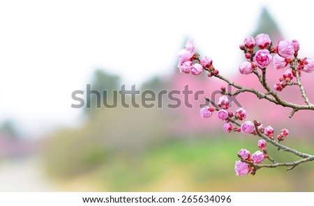 Plum Blossom in early spring. Located in Plum Blossom Hill, Purple Mountain of Nanjing City, Jiangsu Province, China.