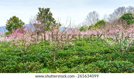 Yuhua tea and Plum Blossom in early spring. Located in Plum Blossom Hill, Purple Mountain of Nanjing City, Jiangsu Province, China.