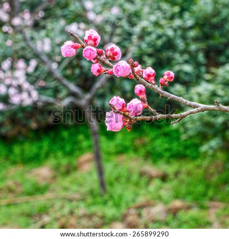 Plum Blossom in early spring. Located in Plum Blossom Hill, south of Ming Tomb, Purple Mountain of Nanjing City, Jiangsu Province, China.