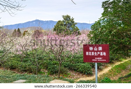 Nanjing, China - March 4, 2015: Yuhua tea and Plum Blossom in early spring. Text on the board translated into Engligh is Zhongshan Yuhua tea production base. Located in Plum Blossom Hill of Nanjing.