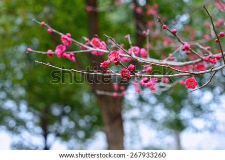 Plum Blossom in early spring. Located in Plum Blossom Hill, Purple Mountain of Nanjing City, Jiangsu Province, China.