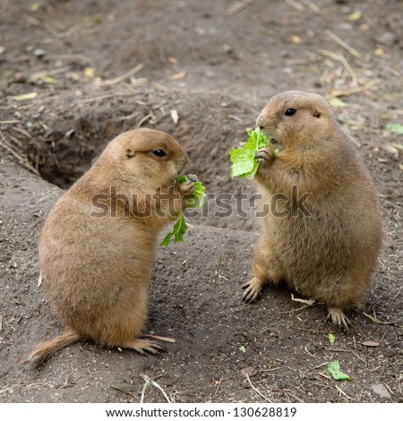 Two prairie dogs eating lettuce.