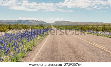Bluebells along the roadside, Panther Junction-Persimmon Gap area, Big Bend National Park, Austin, Texas.