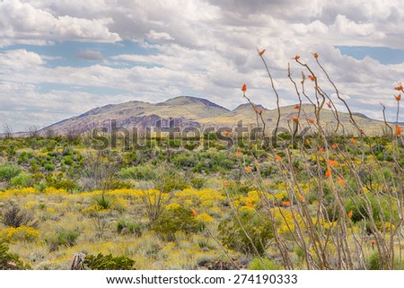 Octillo and Paper Flowers bloom near the Chisos Mountain Range, Big Bend National Park, Texas.