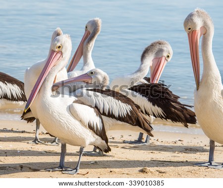 Several Australian Pelicans (Pelecanus corspicillatus) on a beach in Cairns off the coast of the Coral Sea, in Australia.