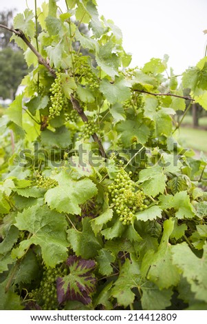 Grapes on a vine with dew drops