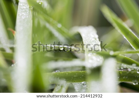 Rain or dew drops on closeup grass leaves