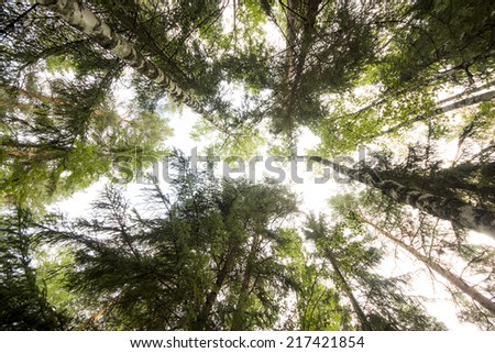 Image taken from the forest floor to display the trees and sky