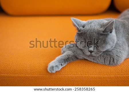 Cat sleeping on a couch