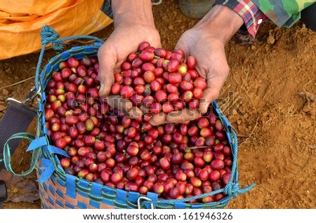 Handful of fresh red coffee berries from a basket right from plants
