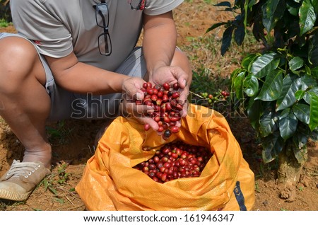 Farmer picking and holding ripe, red coffee berries from a sack
