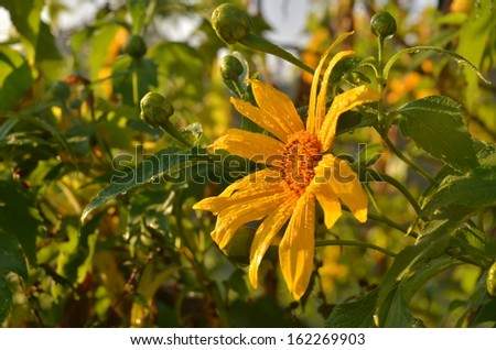 Wild sun flowers blooming against the sun in the morning with dewdrops on its petals an leaves