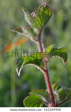 Wild small plant shot closely at its budding tip with dewdrops on its leaves early morning