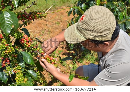Paksong Champasak, Laos - Circa October 2013 - Male Farmer Hand Picking Arabica Coffee Berries In Red And Green On Its Branch Tree At Coffee Plantation