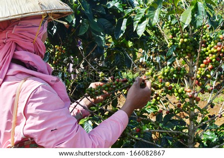 Female farmer hand picking arabica coffee berries in red and green on its branch tree at plantation
