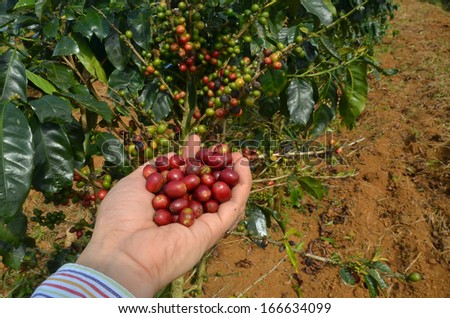Farmer hand picking red arabica coffee berries from its branch tree at plantation