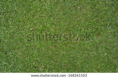 Green grass pitch texture, background