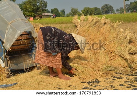 PAKSE, LAOS - CIRCA OCT 2013 - Female farmer gathering harvested rice paddy on to the ground to dry them up