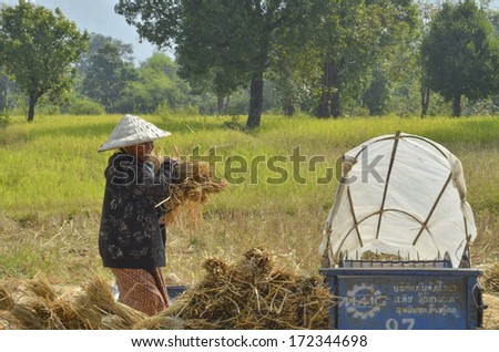 Pakse, Laos -  circa October 2013 - Female farmer gathering harvested rice paddy on to the ground to dry them up