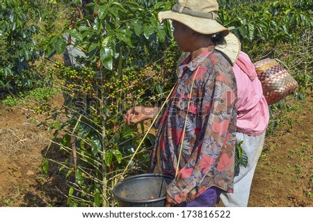 Paksong, Laos - October 28, 2013 - Female farmer hand picking arabica coffee berries in red and green on its branch tree at plantation