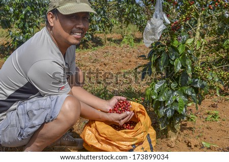 Paksong, Laos - October 28, 2013 - Male Farmer With A Sack Of Red Arabica Coffee Berries Hand Picking At Coffee Plantation
