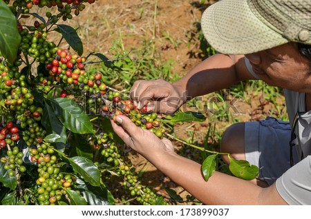 Paksong, Laos - October 28, 2013 - Male farmer hand picking arabica coffee berries in red and green on its branch tree at plantation