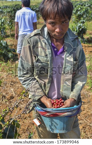 Paksong, Laos - October 28, 2013 - Male farmer with a bucket of red arabica coffee berries hand picking at coffee plantation