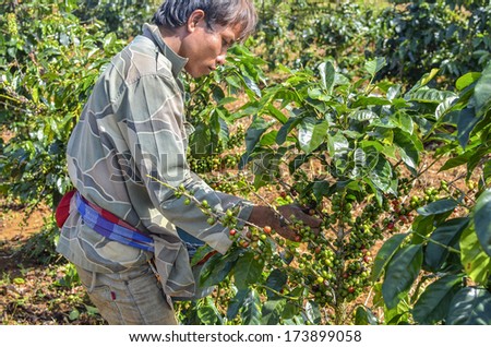 Paksong, Laos - Ovctober 28, 2013 - Male farmer hand picking arabica coffee berries in red and green on its branch tree at plantation