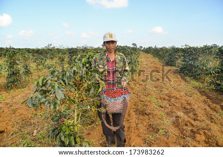 Paksong, Laos - October 28, 2013 - Male farmer with a basket of red arabica coffee berries hand picking at coffee plantation