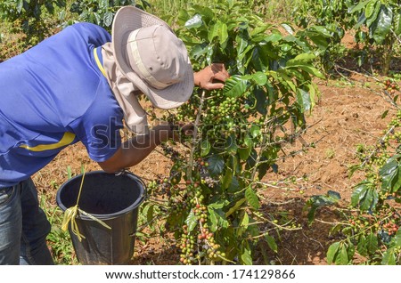 Male farmer with a basket of red arabica coffee berries hand picking at coffee plantation