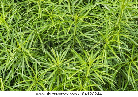 Tropical green leaf plant texture background