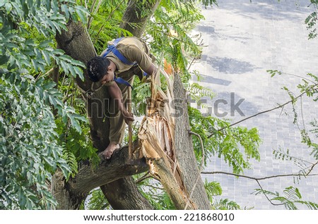 Mumbai, India - October 2, 2014 -  Man cutting falling tree after heavy  thunder storm