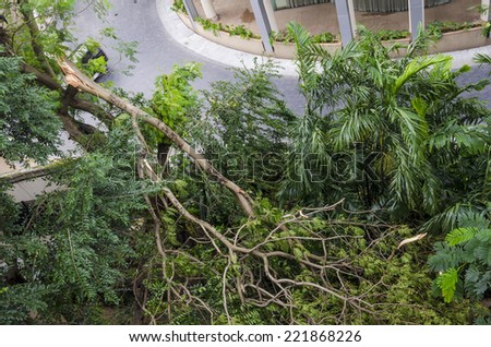 Falling tree near building during heavy thunder storm