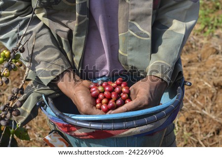 Male farmer with a bucket of red arabica coffee berries hand picking at coffee plantation