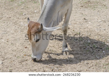 Young white cow looking for food from ground in the open field under sunlight