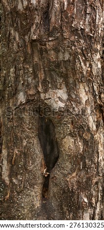 The texture of tree bark close-up. Light tree bark.