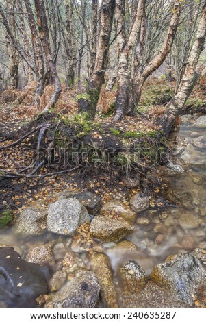 Birch trees and mountain stream in Glen Sannox on the Isle of Arran in Scotland.