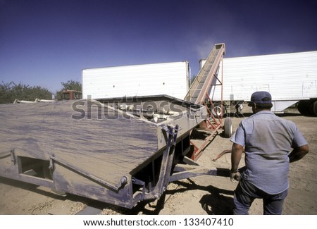 ARBUCKLE, CALIFORNIA - CIRCA AUGUST 1989: Harvesting Almond nuts near Arbuckle, California circa August 1989. The nuts are put in a hopper with rotating metal bars looking like very large drill bits.