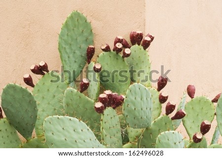Prickly Pear Cactus with Fruit Against a wall in a Horizontal Format