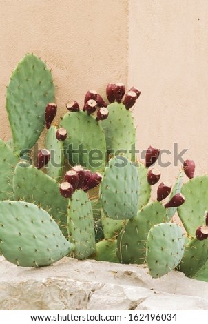 Prickly Pear Cactus with Fruit Against a Wall in a Vertical Format