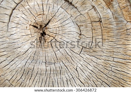 Cross Section of a Old Decaying Cotton Wood Tree Showing Tree Rings and Cracks