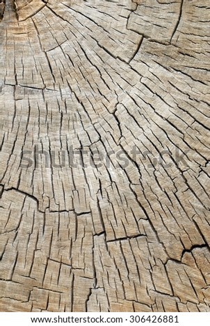 Quarter Cross Section of a Old Decaying Cotton Wood Tree Showing Tree Rings and Cracks