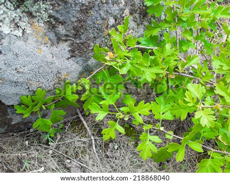 branch of leaves on a background of granite and moss