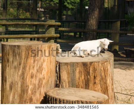 the white small the goat lives on a farm and jumps on logs
