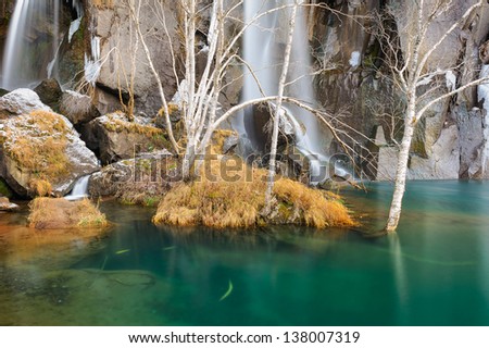Cold trees at the edge of the pool.The image taken in china`s jilin province, baishan city, changbai mountain scenic spot.There are some cold trees and grasses at the edge of the green pool.