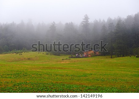 The alpine meadow in the rain.The image taken in china\'s yunnan province lijiang state, yulong snow mountain scenery spot, alpine meadow in the rain.