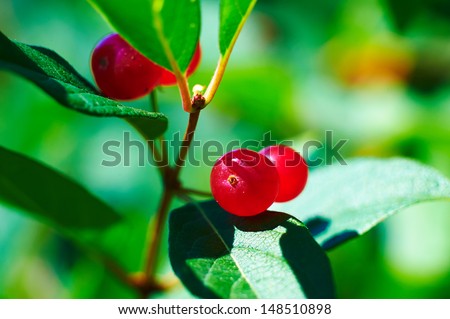 The red fruit green leaves  The photo taken in China\'s heilongjiang province daqing city Tieren park.