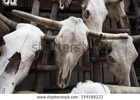 Decorative Steer Skulls for sale