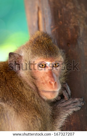 Thinking monkey / Ko Chang, Thailand