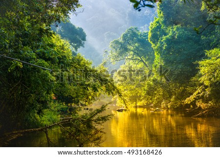 Amazing scenic view Tropical forest with jungle river on background green trees in the morning rays of the sun